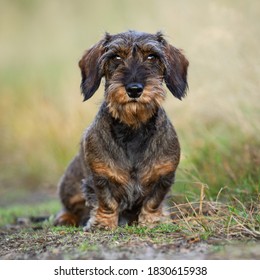 A wirehaired dachshund sits against a brown background