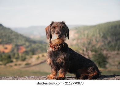 Un dachshund con el cabello de alambre se sienta en el fondo de las montañas