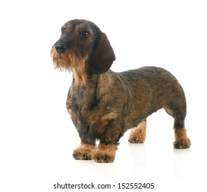 wirehaired dachshund standing isolated on white background