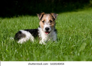 Fox Terrier Puppy Images Stock Photos Vectors Shutterstock