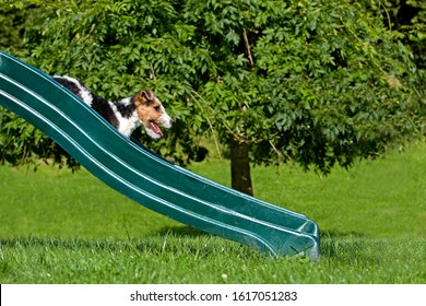 Wire-Haired Fox Terrier, Pup Going Down The Slide  