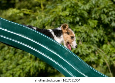 Wire-Haired Fox Terrier, Pup Going Down The Slide  