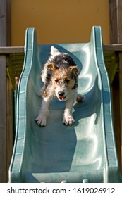 Wire-Haired Fox Terrier, Pup Going Down The Slide  