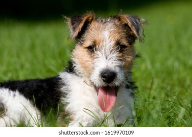 wild hair terrier