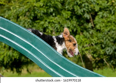 Wire-Haired Fox Terrier, Pup Playing On Slide  