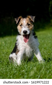 Wire-Haired Fox Terrier, Pup Sitting On Grass    