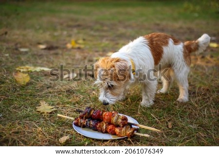 Wire-haired Jack Russell Terrier puppy looking for a barbecue in the grass.