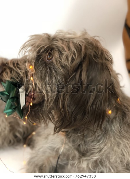 labradoodle wirehaired