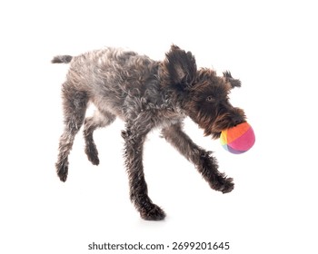 Wirehaired Pointing Griffon in front of white background