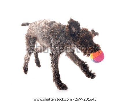 Wirehaired Pointing Griffon in front of white background