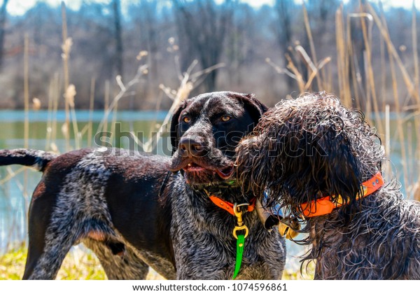 german pointer griffon