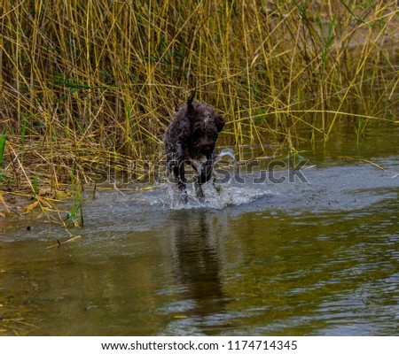 Similar – water rat Pet Labrador