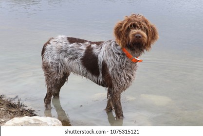 long haired griffon dog