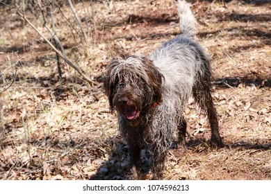 Wirehaired Pointing Griffon Outdoors