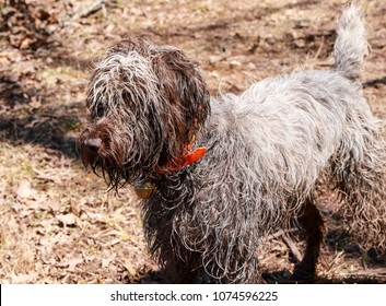 Wirehaired Pointing Griffon Outdoors