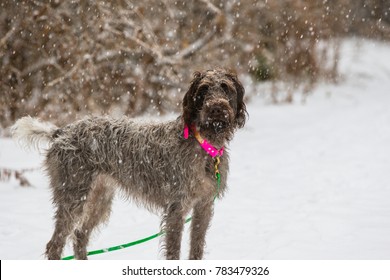 Wirehaired Pointing Griffon In The Snow