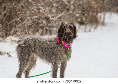 Wirehaired Pointing Griffon In The Snow