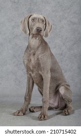 Wirehaired Slovakian pointer dog, five months old, sitting in front of grey background 