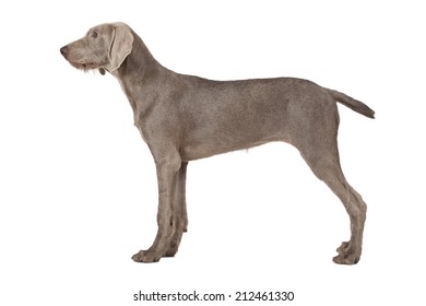 Wirehaired Slovakian pointer dog, five months old,  isolated on white 