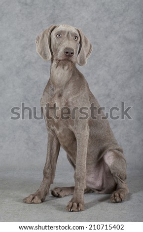 Wirehaired Slovakian pointer dog, five months old, sitting in front of grey background 