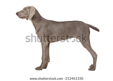 Wirehaired Slovakian pointer dog, five months old,  isolated on white 