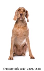 Wirehaired Vizsla Dog In Front Of A White Background