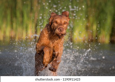 Wirehaired Vizsla Magyar In The Water