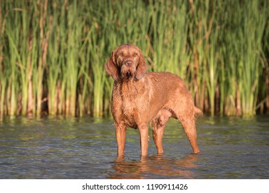 Wirehaired Vizsla Magyar In The Water