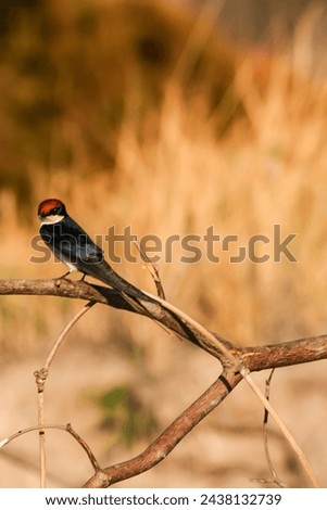Wire-tailed swallow bird sitting on a branch