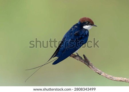 The Wire-tailed Swallow is a small, elegant bird known for its two long, thin tail feathers that trail behind it like wires.