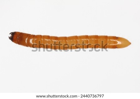 Wireworm Agriotes sp a click beetle larva. Wireworms are  important pests that feed on plant roots. view from top.