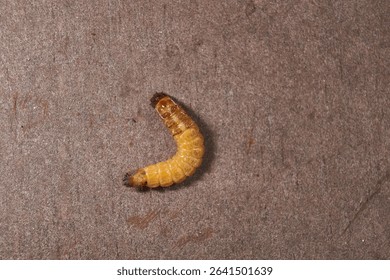 Wireworm on a garden plot. Wireworms are the larvae of all click beetles.