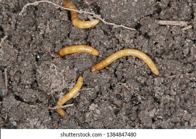 Wireworms Larvae Agriotes Species Beetle Family Stock Photo 1384847498 ...