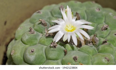 wirikuta hikuri hallucinogen mexican peyote flower