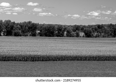 Wisconsin Corn Field In Middle Ground, Alfalfa Field In Foreground, Along HWY 33.