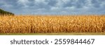 Wisconsin cornfield in autumn with a dramatic, coudy sky, panorama