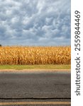 Wisconsin cornfield in autumn with a dramatic, coudy sky, vertical