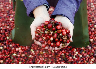 Wisconsin Cranberry Bog