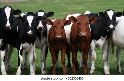 Wisconsin Dairy Cows On A Green Pasture