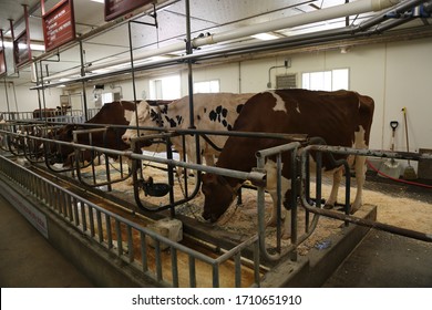 Wisconsin Dairy Cows In Pen