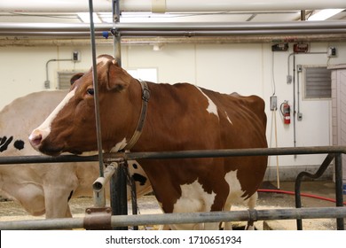 Wisconsin Dairy Cows In Pen