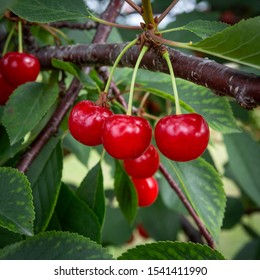 Royalty Free Cherry County Stock Images Photos Vectors