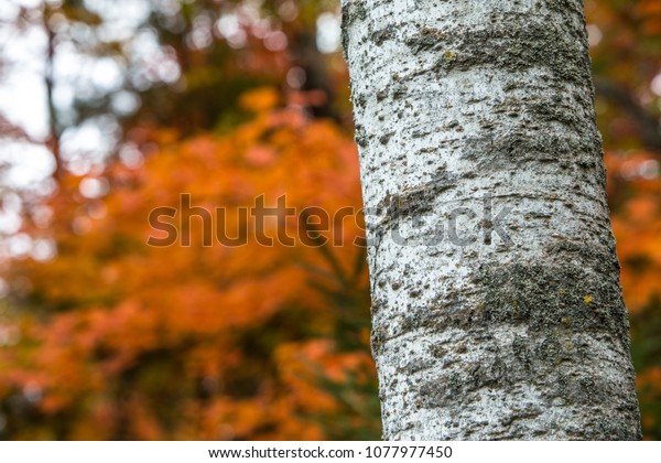 Wisconsin Fall Color Change Door County Stock Photo Edit Now