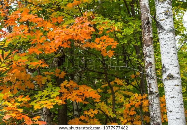 Wisconsin Fall Color Change Door County Stock Photo Edit