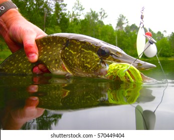 Wisconsin northern pike fishing - Powered by Shutterstock