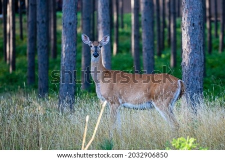 Wisconsin white-talled deer (Odocoileus virginianus) in a pine forest in August, horizontal