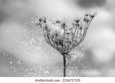 Wisconsin Winter On A Dormant Wild Flower