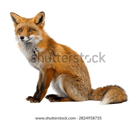 Wisdom Fox Wisdom Fox Sitting Calmly Intel Isolated On White Background