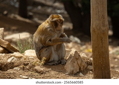 The wise elder monkey stands guard