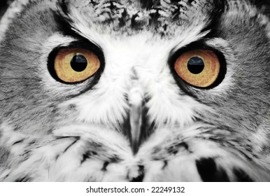 17,688 Owl eyes close up Images, Stock Photos & Vectors | Shutterstock